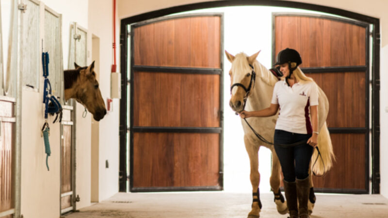 Horse Riding Clubs in Dubai UAE Updated 2024