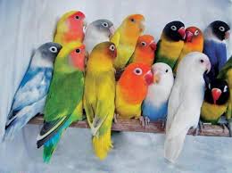 Birds Shops in Dubai UAE List 2024 Updated